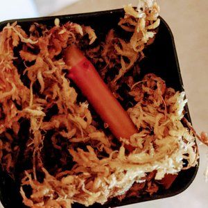 Strawberry Shake Philodendron